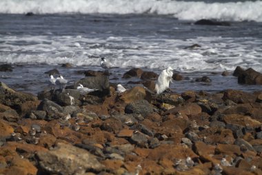 Küçük ak balıkçıl ve sandviç kırlangıçlar