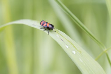 Kırmızı ve siyah Froghopper