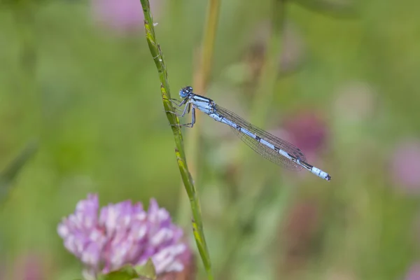 Κοινή μπλε damselfly — Φωτογραφία Αρχείου