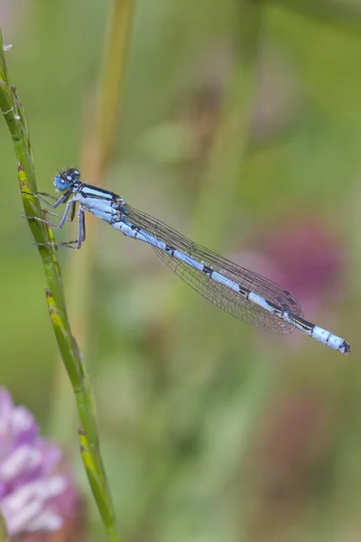 Damselfly azul común — Foto de Stock