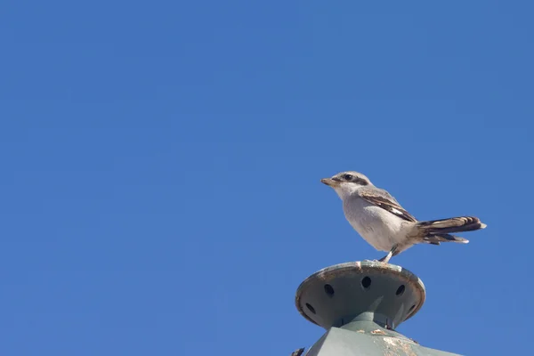 Shrike cinzento do sul — Fotografia de Stock