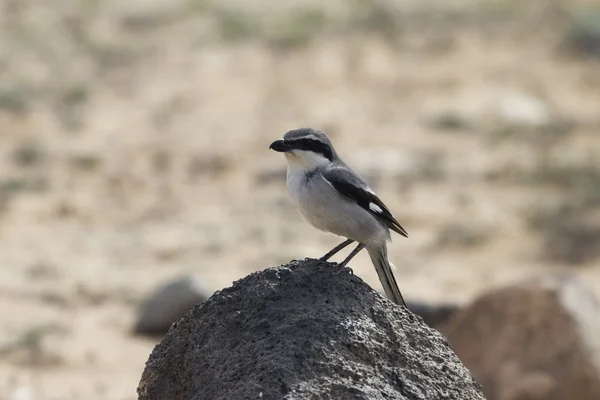 Shrike gris sur —  Fotos de Stock