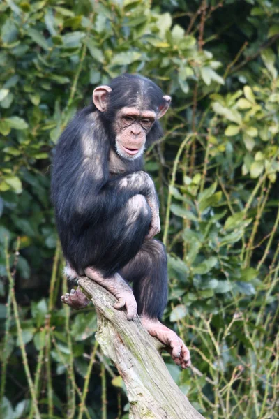 ツリーのチンパンジー — ストック写真