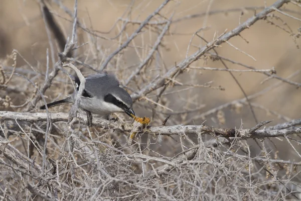 Shrike gris sur — Foto de Stock