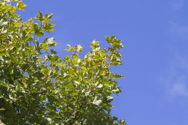 Branch of  autumn leaves — Stock Photo, Image