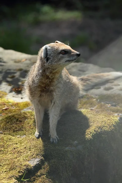 Gelber Mungo — Stockfoto