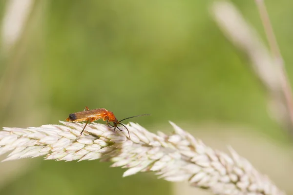 Beetle (Rhagonycha fulva) — Stock Photo, Image