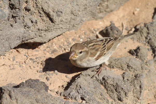 Sparrow  from Fuerteventura — Stock Photo, Image