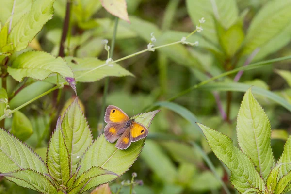 Motyl strażnika — Zdjęcie stockowe