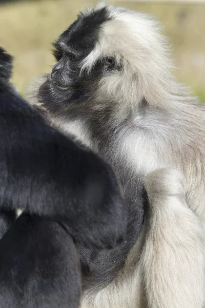 Schwarzer und weißer Gibbon — Stockfoto