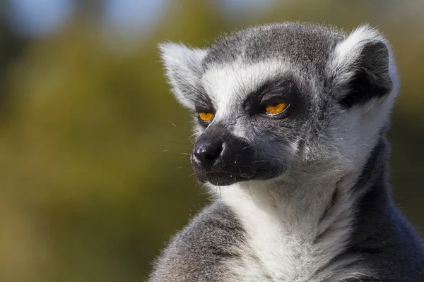 Ring-tailed lemur — Stock Photo, Image