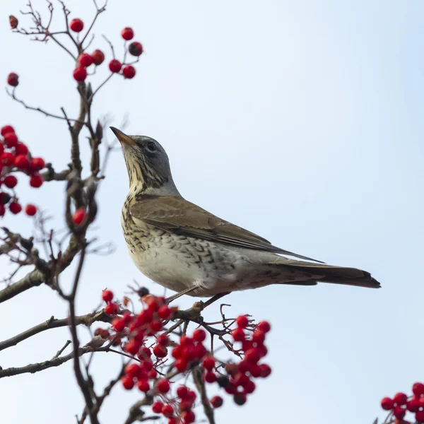 Fieldfare 与红色浆果 — 图库照片