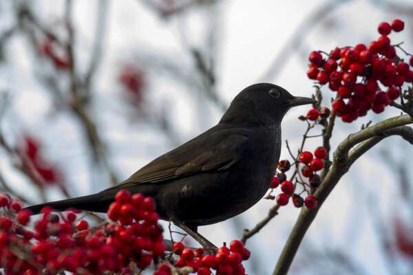 Blackbird on branch