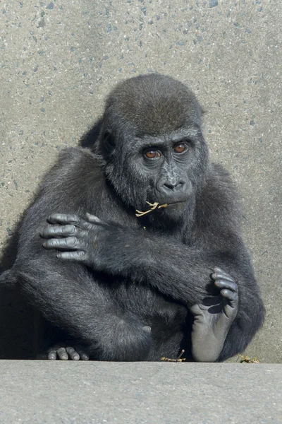 Gorillababy — Stockfoto