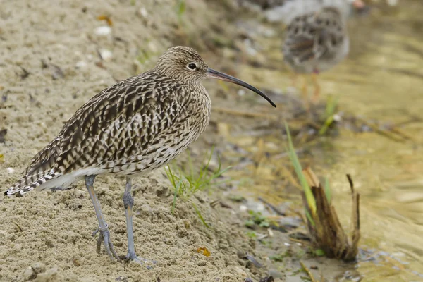 Bellissimo Curlew — Foto Stock