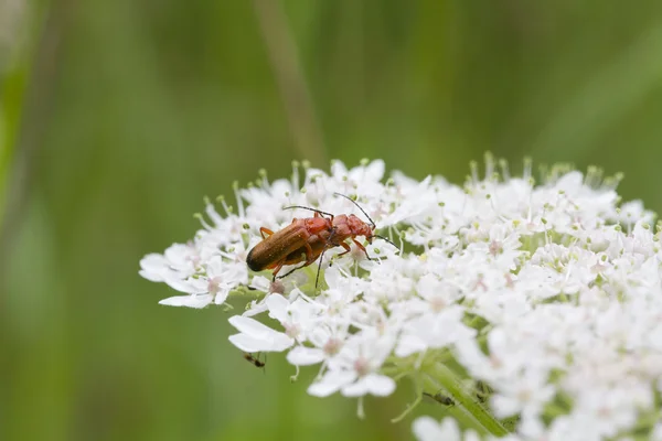 Beetle (Rhagonycha fulva) — Stockfoto