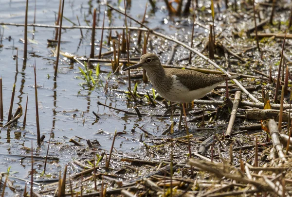 Piorun pospolity (Actitis Hypoleucos) — Zdjęcie stockowe