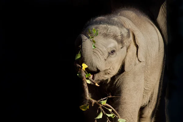 Bambino elefante mangiare — Foto Stock