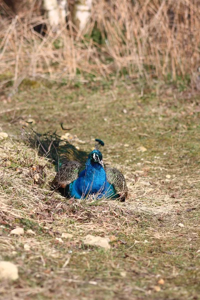 Blauwe pauw — Stockfoto