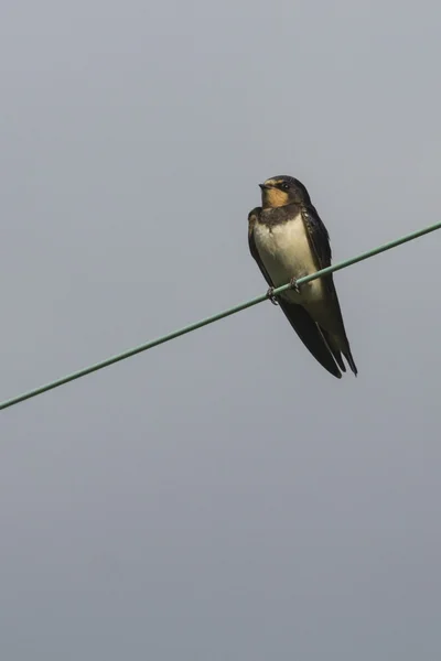 Swallow on wire — Stock Photo, Image