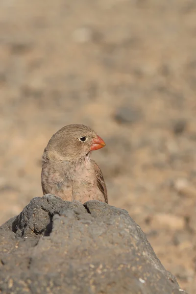 Trompetçi finch — Stok fotoğraf