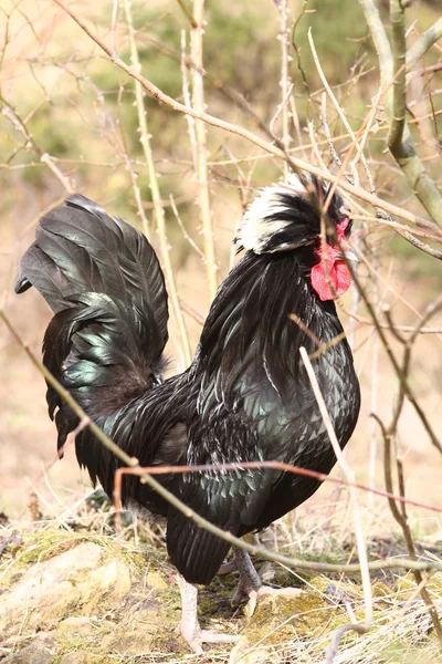 Cockerel nero — Foto Stock