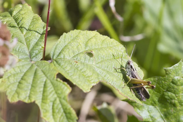 Grasshopper en hoja —  Fotos de Stock