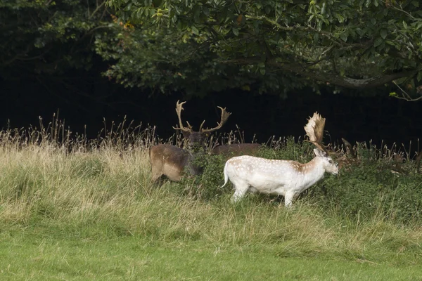 Fallow Deers — Stock Photo, Image