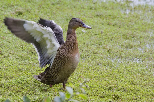 Stockente schlägt Flügel — Stockfoto