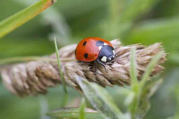 Marienkäfer auf Nahrungssuche an einer Pflanze — Stockfoto