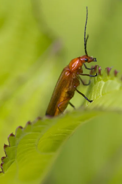 Beetle (Rhagonycha fulva) — Stockfoto