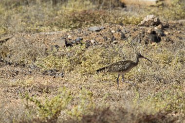 Sürmeli kervan çulluğu vahşi