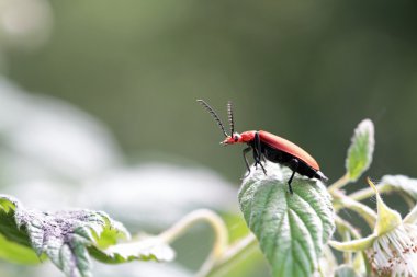 böceği (rhagonycha fulva)