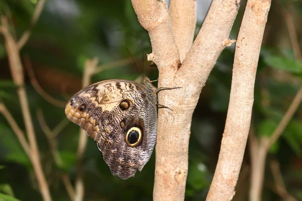 Búho mariposa — Foto de Stock