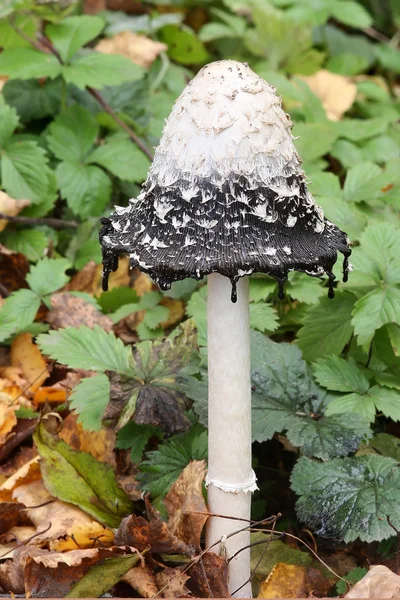 Fungus in forest — Stock Photo, Image