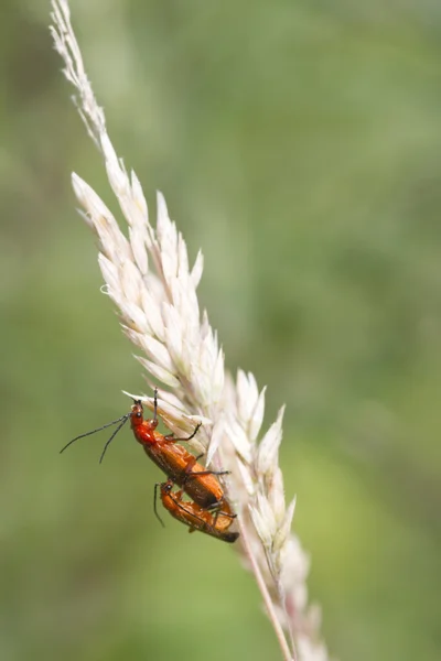 Käfer (rhagonycha fulva)) — Stockfoto