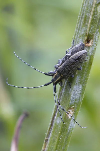 甲虫 (agapanthia vilosovidesens) ) — 图库照片
