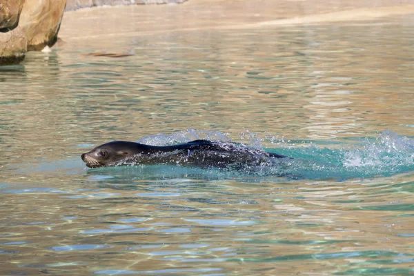 Seelöwe — Stockfoto