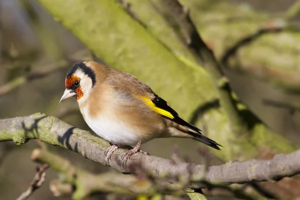 Carduelis ágon — Stock Fotó