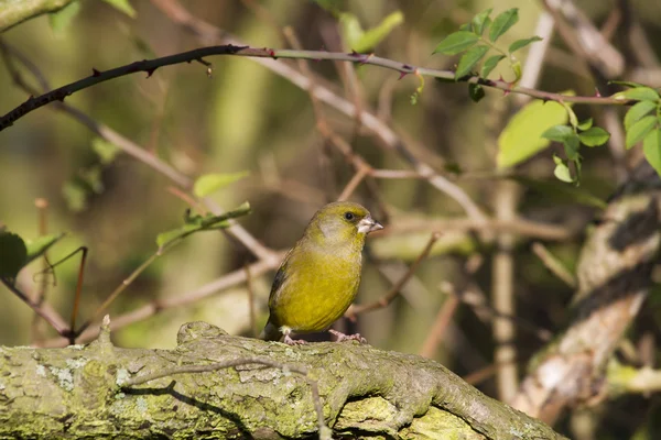 Greenfinch preched no ramo — Fotografia de Stock