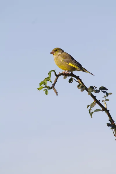 枝に greenfinch preched — ストック写真