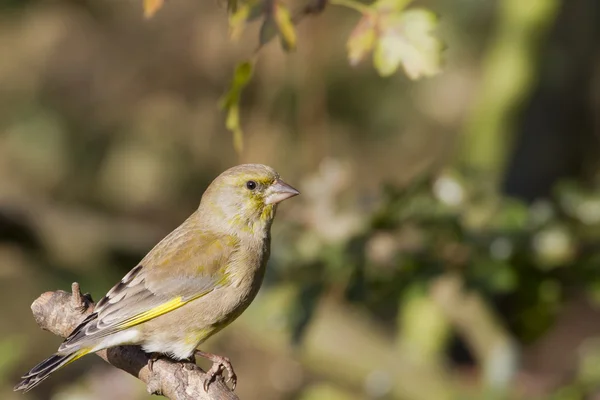 Greenfinch preched no ramo — Fotografia de Stock