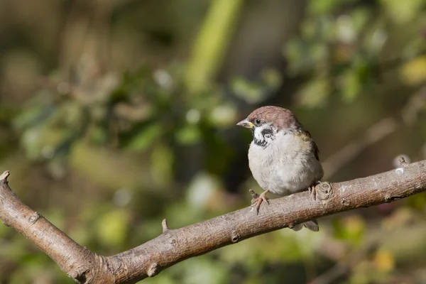 Воробей (Passer montanus ) — стоковое фото