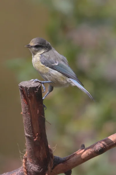 Sijs op tak — Stockfoto