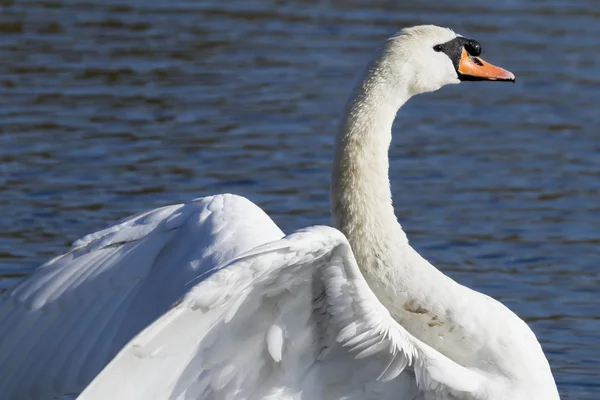 Cisne mudo — Foto de Stock