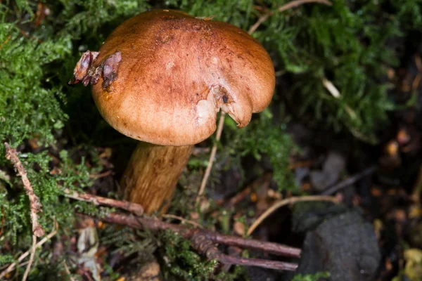 Fungo que cresce na floresta — Fotografia de Stock