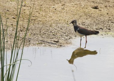 Kız kuşu (vanellus vanellus)
