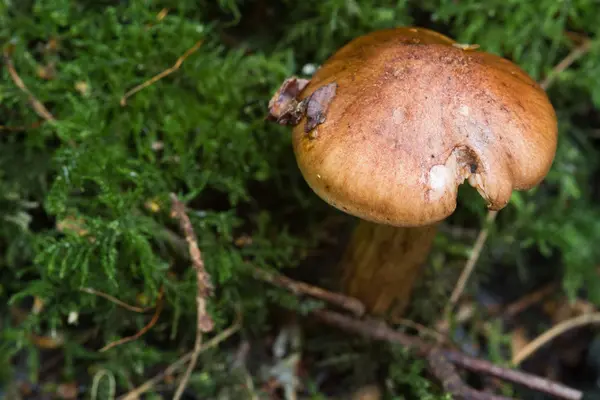 森で成長している菌 — ストック写真