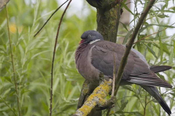 Wood pigeon ( Columba palumbu) — Stock Photo, Image