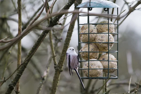 Uzun baştankara kuyruklu (Aegithalos caudatus) — Stok fotoğraf